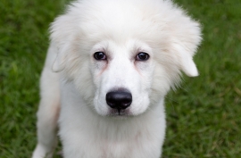 Great Pyrenees