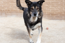 German Shepherd Dog German Shepherd Dog