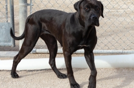 Cane Corso