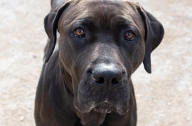 Cane Corso