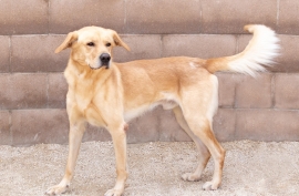 Yellow Labrador Retriever