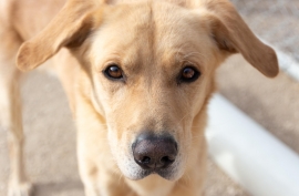 Yellow Labrador Retriever