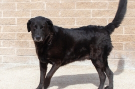 Black Labrador Retriever