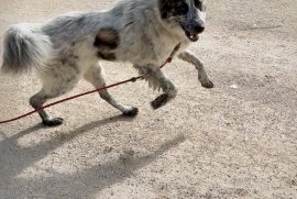 Australian Cattle Dog / Blue Heeler