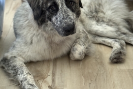 Australian Cattle Dog / Blue Heeler