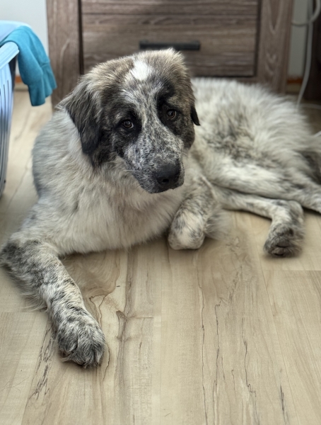 Australian Cattle Dog / Blue Heeler