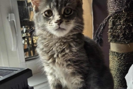 Domestic Short Hair Domestic Short Hair