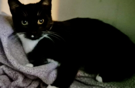 Domestic Short Hair Domestic Short Hair