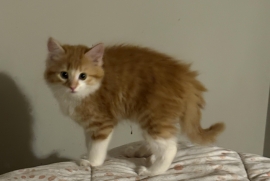 Domestic Long Hair Domestic Long Hair