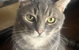 Domestic Short Hair Domestic Short Hair