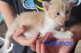 Domestic Short Hair Domestic Short Hair