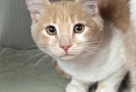 Domestic Short Hair Domestic Short Hair