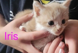 Domestic Short Hair Domestic Short Hair