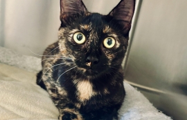 Tortoiseshell Tortoiseshell