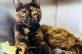 Tortoiseshell Tortoiseshell