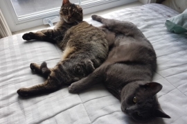 Domestic Short Hair Domestic Short Hair