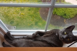 Domestic Short Hair Domestic Short Hair