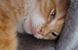 Domestic Medium Hair