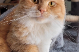 Domestic Medium Hair