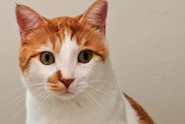 Domestic Short Hair Domestic Short Hair