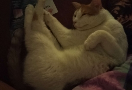 Domestic Short Hair Domestic Short Hair