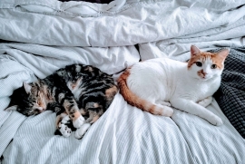 Domestic Short Hair Domestic Short Hair