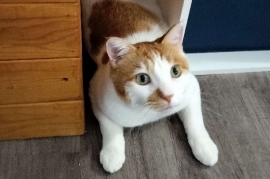 Domestic Short Hair Domestic Short Hair