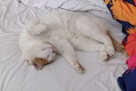 Domestic Short Hair Domestic Short Hair