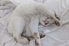 Domestic Short Hair Domestic Short Hair