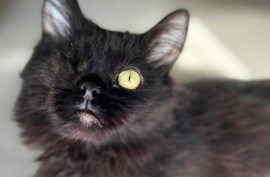 Domestic Medium Hair Domestic Medium Hair