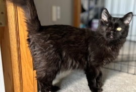 Domestic Medium Hair