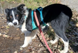 Border Collie Border Collie