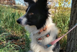 Border Collie
