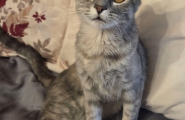 Domestic Short Hair Domestic Short Hair