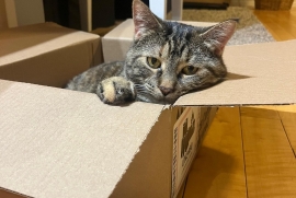 Domestic Short Hair Domestic Short Hair