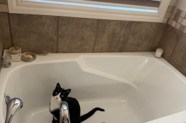 Domestic Short Hair Domestic Short Hair