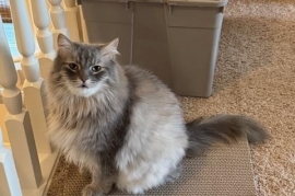 Domestic Long Hair Domestic Long Hair