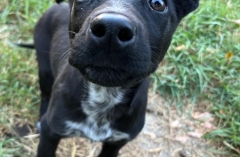 Black Labrador Retriever