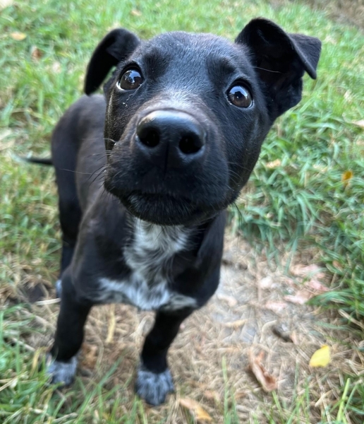 Black Labrador Retriever
