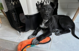 Black Labrador Retriever Black Labrador Retriever