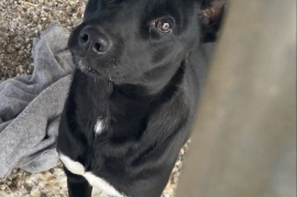 Staffordshire Bull Terrier