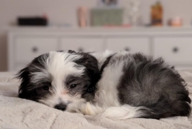 Shih-Poo