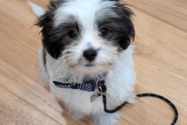 Shih-Poo
