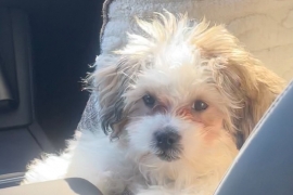 Lhasa apso