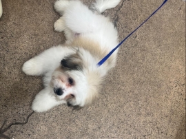 Lhasa apso