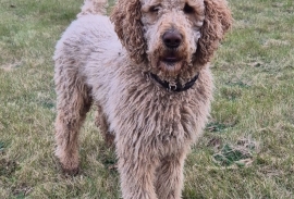 Standard poodle 
