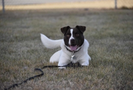 Terrier