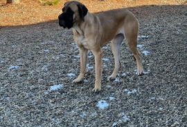 Mastiff