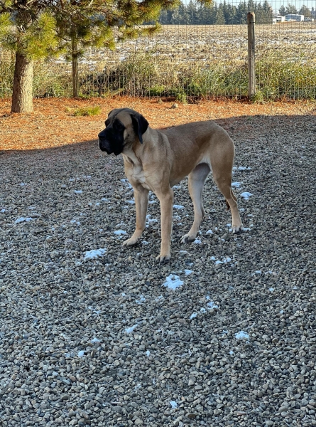 Mastiff