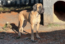 Mastiff